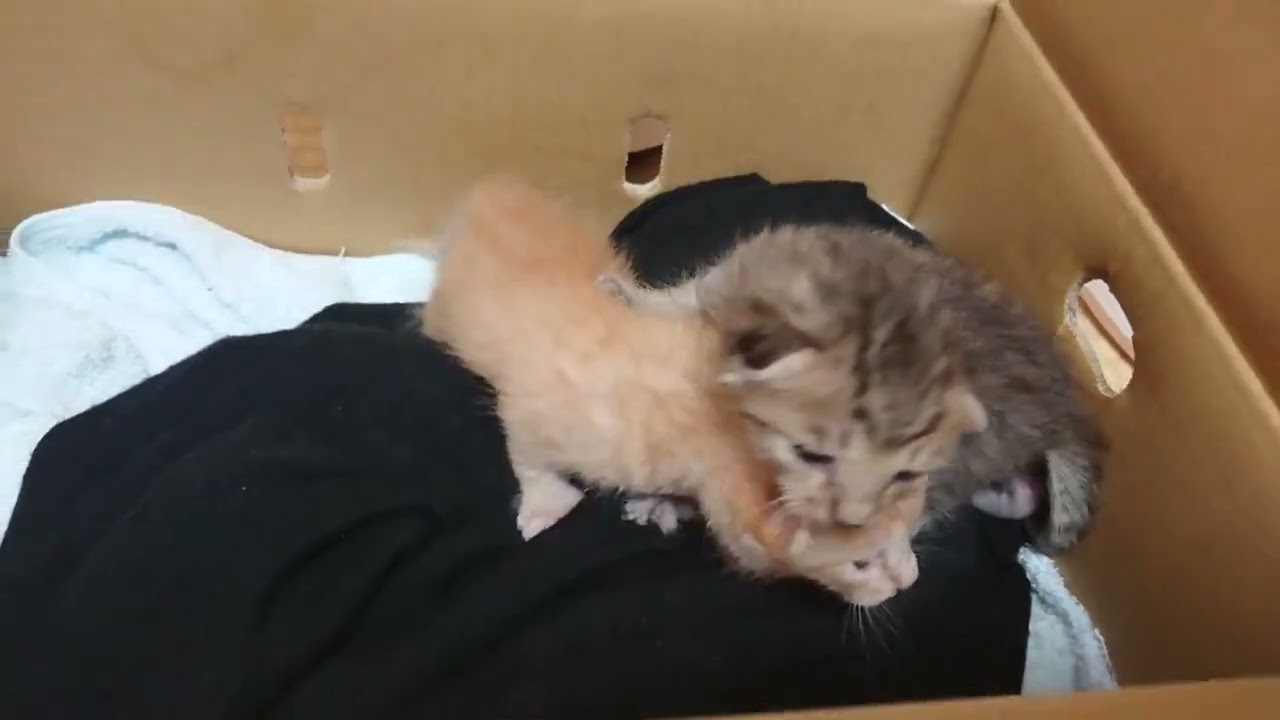 保護翌日の初動画。子ネコ、にゃん太さんとふうちゃん。#保護ネコ #子ネコの育て方 #猫好きさんと繋がりたい