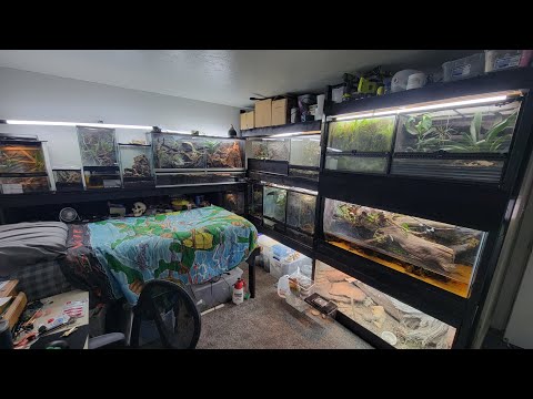 Reptile room tour over 70 animals!