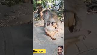 amazing funny ??video monkey // monkey best funny video? #shorts