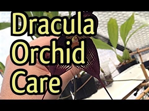 , title : 'Orchid Care: Cool Growing Dracula orchids care instructions / Dracula orchid flowers'