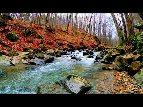 Calming Autumn River Sounds. Relaxing Forest Stream, Nature Video-10 Hours-White Noise for Sleeping.