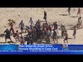 Man Killed In Shark Attack Off Cape Cod