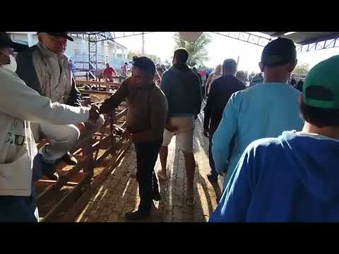 feira de caprinos e ovinos de Monteiro -PB @pedroflorencio 