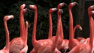 preview picture of video 'Welt-Vogelpark Walsrode - Brütende Kuba-Flamingos / Cuban Flamingo'