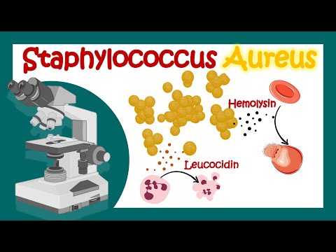 Staphylococcus Aureus | Pathology | Microbiology | What is the best treatment for Staph aureus?