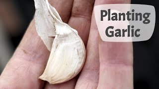 How To Plant Garlic (Part 1) - Step By Step On A UK Allotment