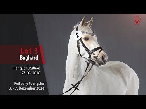 Auktion Reitpony Youngster Lot 3 Boghard Hengst v. Bogiboy WE - Golden Dasher