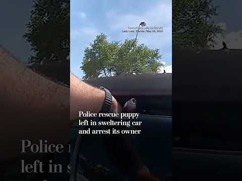 Police rescue puppy left in sweltering car and arrest its owner