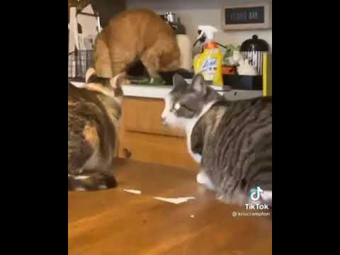 konuşan kediler 21 en komik kedi videoları