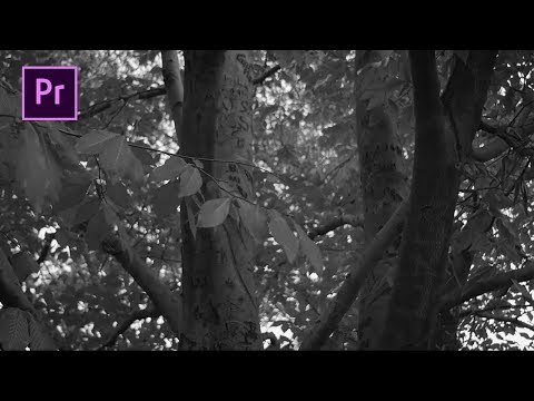 Adobe Premiere Pro - Siyah Beyaz Video Efekti