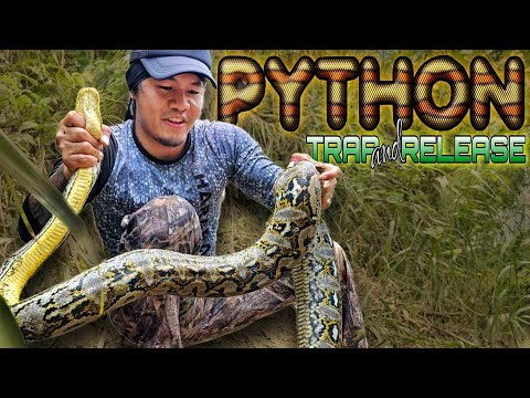 MALAKING SAWA SA BOKATOT