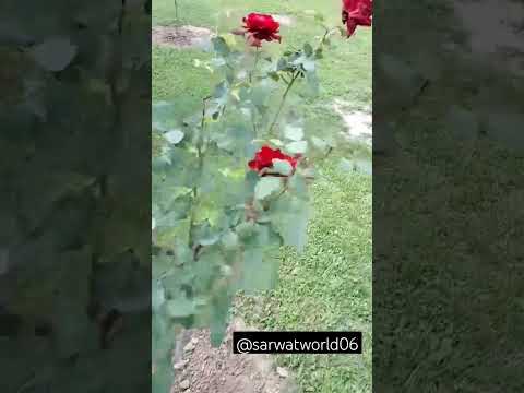 Death and flowers 🌹🥀 #trending #shayri #shayristatus #sadstatus