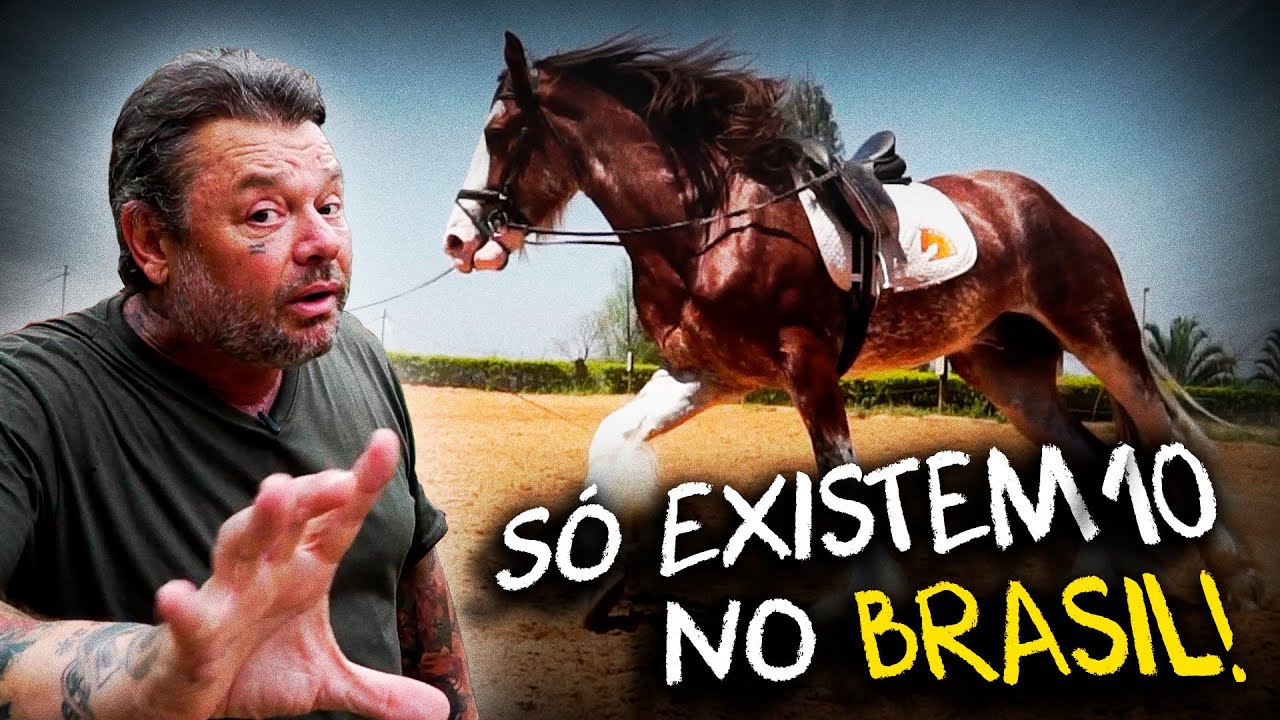 CLYDESDALES: O MAIS ALTO E MAIS FORTE CAVALO DO MUNDO!