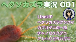 ヘクソカズラ実況001（ヘクソカズラに寄生する生物たちを紹介するよ）
