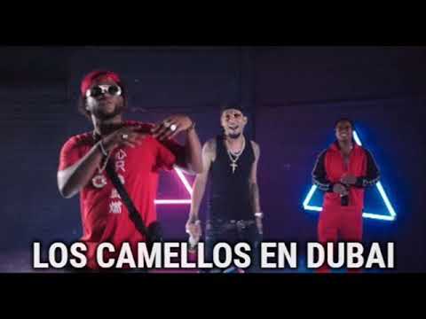 ROCHY RD - LOS CAMELLOS EN DUBAI FT. TRAUMA LIRICAL PAPIFROMTHESTORE