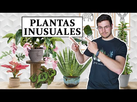 , title : 'TOP 8 plantas inusuales para interior'