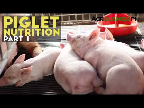 , title : 'Piglet Nutrition Part 1 : Importance of Piglet Nutrition | Agribusiness Philippines'