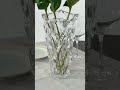 Youtube-видео 
