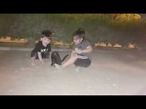 We found Black Cat in the Park| our new frnd| we love cats
