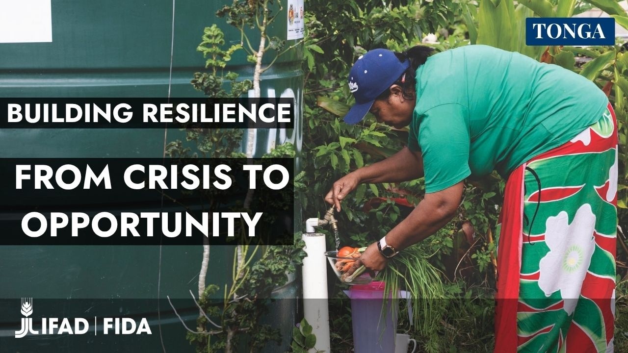 Tonga after the tsunami: how IFAD supports communities to rebuild their livelihoods