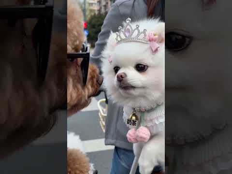 Cute Dogs Ne Sabka Dil Jeet Liya! ❤️😍 #viral #funny #gift