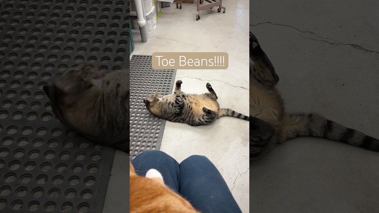 #toebeans#chernobylthecat#chernyandtigo#cat#funny#catshorts#funnycat#cute#cutecat#cuteanimals#cats