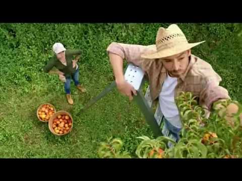 download lagu mp3 mp4 Yoplait Peach Yogurt, download lagu Yoplait Peach Yogurt gratis, unduh video klip Yoplait Peach Yogurt