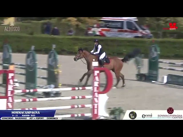 Caballo castrado sBs Caballo de Deporte Belga En venta 2019 Bayo por Heraldik Sitte