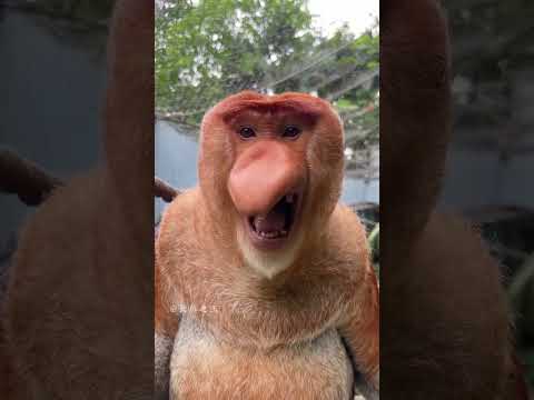 Proboscis Monkey Nakula #Chimelong Wildlife World #Zoo Real Video #OriginalVideo #Fantastic Animals