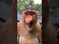 Proboscis Monkey Nakula #Chimelong Wildlife World #Zoo Real Video #OriginalVideo #Fantastic Animals