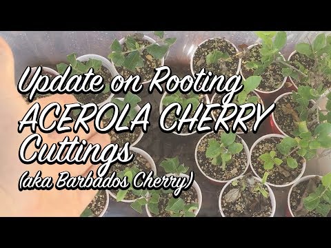 Ep118 - Acerola Cuttings Update (after 6 weeks)