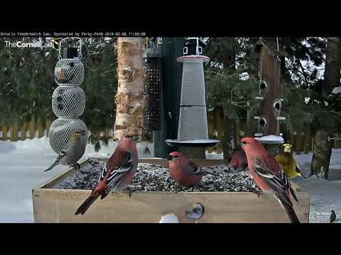 Grosbeaks Galore In Snowy Ontario – Feb. 6, 2019