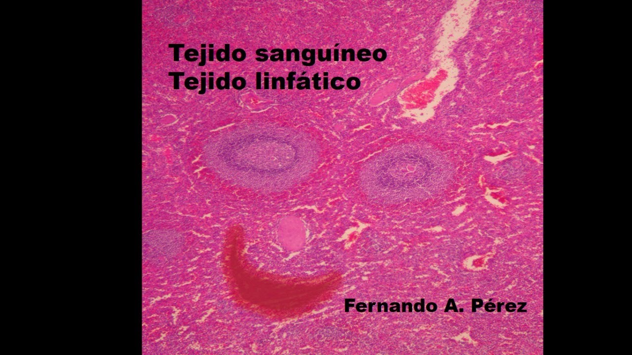 Tejido sanguíneo y linfático