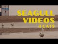 KITTY BEACH DAY 25 Minutes Of Seagull TV Cattv
