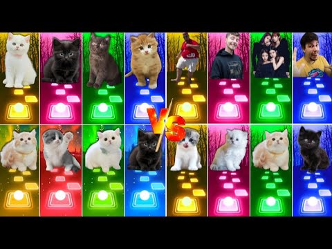 📹 ALL CUTE CATS PT.5 - IMAGINE DRAGONS ENEMY - JISOO FLOWER   SHAKIRA WAKA WAKA - LISA MONEY