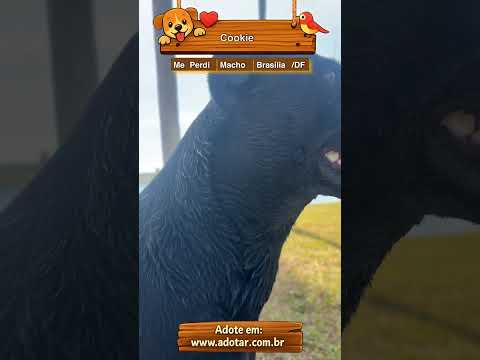 Vídeo de Cookie
