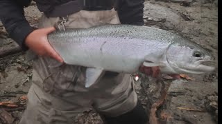 Last cast Morley ford steelhead