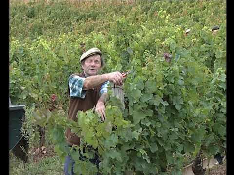Sofrar e sulfatar la vinha