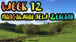 Rent a Farmhouse in the Green Hills of New Zealand!! /// WEEK 12 : Mangawhai, New Zealand