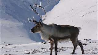 Aqua - Spin Me A Christmas