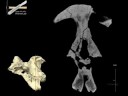 WitmerLab: Majungasaurus Braincase, Axial Ct