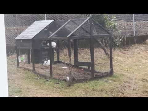 Lykkelig kaninfamilie