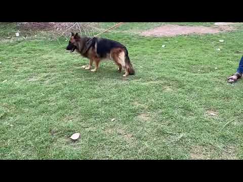 German shepherd lng coat confirm bread female for sale Sargodha no pdgre
