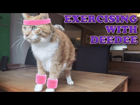 How To Exercise Your Cat To Lose Weight | Exercising With Deedee | Weight Loss For Cats