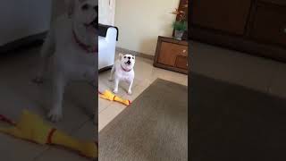 animales perro y juguete