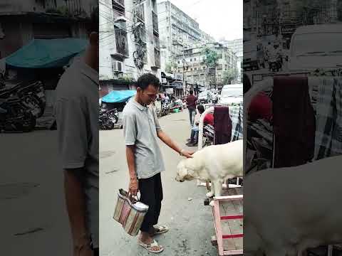 Dogs save a life#live shorts