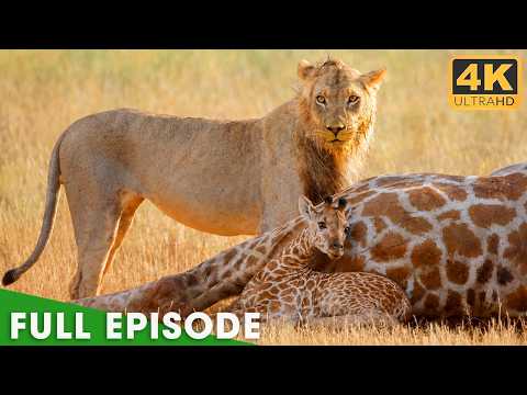Nature's Most Extraordinary Moments | FULL EPISODE | Nature Animal Documentary