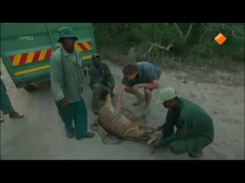 Freek in het wild Park van de Koning kijk je op npo nl