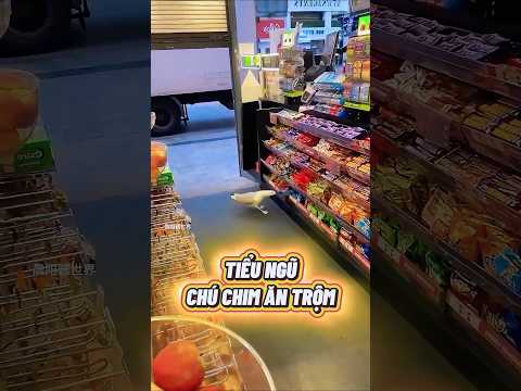 Tiểu Ngũ chú chim ăn trộm vặt #shorts