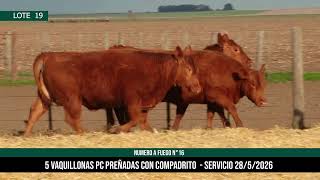 5 Vaquillonas PC Preñadas - Los Choles - Plaza Ganadera